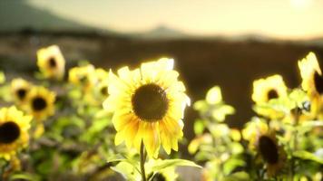 campo di girasoli in una calda serata estiva video