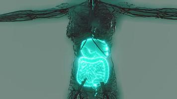 transparent human body with visible digestive system