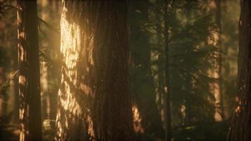 forêt de pins sauvages au lever du soleil video