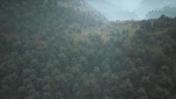 Bäume auf Wiese zwischen Hügeln mit Wald im Nebel video