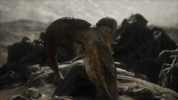 crâne de bélier mouflon européen dans des conditions naturelles dans les montagnes rocheuses