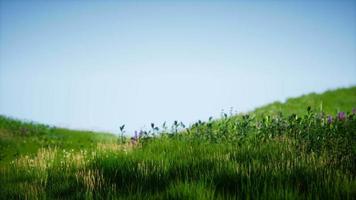 campo de grama fresca verde sob o céu azul