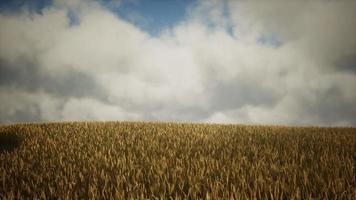 nubes tormentosas oscuras sobre el campo de trigo