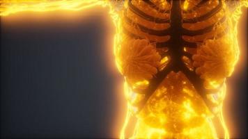 animación colorida del cuerpo humano que muestra huesos y órganos