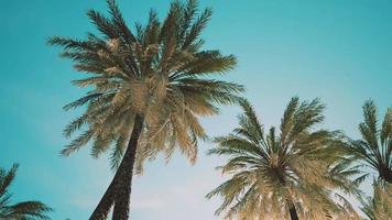 palmeiras tropicais exóticas no verão vista de baixo para o céu video