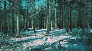 forêt de conifères couverte de neige aux beaux jours video