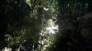 Lush green leaves of bamboo near the shore of a pond with stones. video