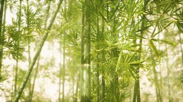 floresta de bambu asiática com luz solar video