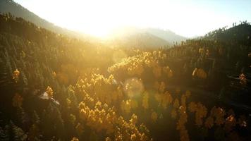 vista aerea del drone volo sopra la foresta di pini in montagna al tramonto video