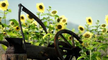 old vintage style scythe and sunflower field video