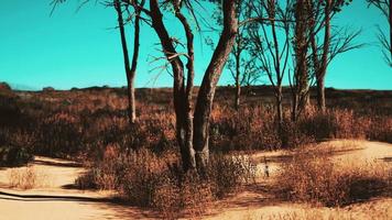 trees on patch of grass with among pine trees in the middle of the sand dunes video