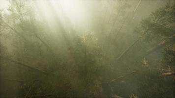 Drone breaking through the fog to show redwood and pine tree video