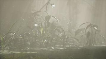 Sun shining through trees and fog in a tropical river video