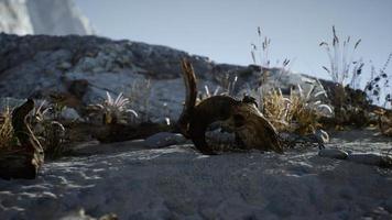 Skull of a dead ram in the desert video