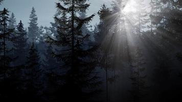 nebbiosa foresta nordica al mattino presto con nebbia video