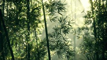 green bamboo leaves in a light fog video