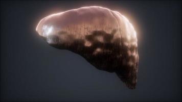 loop 3d rendered medically accurate animation of the human liver video