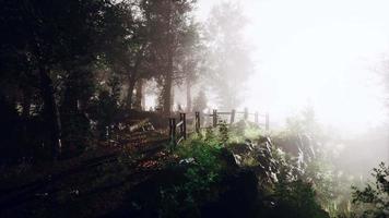 niebla de verano en el bosque video