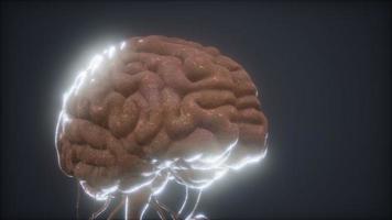 modello animato del cervello umano