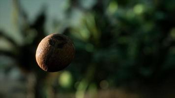 noix de coco tombant au ralenti extrême dans la jungle video