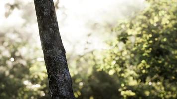 Les rayons du soleil se déversent à travers les arbres dans la forêt brumeuse video
