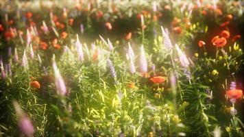 8k wild flowers in the field video