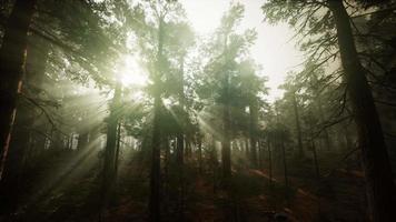 Redwood Forest Foggy Sunset Scenery video