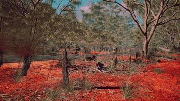 australian bush with trees on red sand video