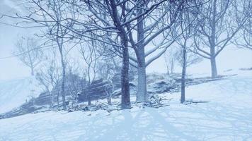 foresta decidua invernale in una mattinata nebbiosa video