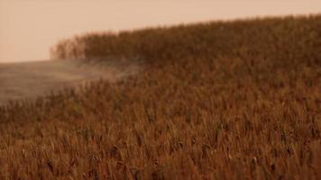champ de blé d'or au paysage du coucher du soleil video