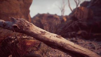 dry dead tree branches and mountain ridge video