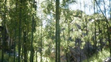 Bosque de bambu arashiyama tranquilo ventoso de 8k video