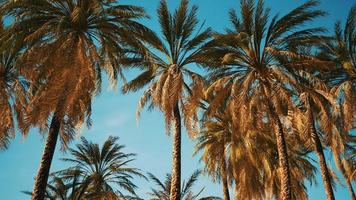 palmeras tropicales exóticas en la vista de verano desde abajo hasta el cielo video