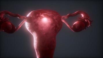 anatomia del aparato reproductor femenino video