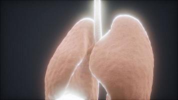 Animación 3d de pulmones humanos video