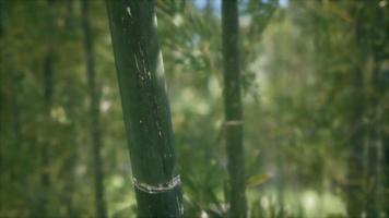 Green Bamboo trees forest background video