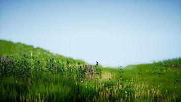 Field of green fresh grass under blue sky video