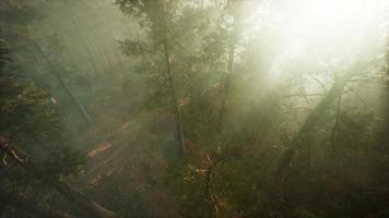 Drone breaking through the fog to show redwood and pine tree video
