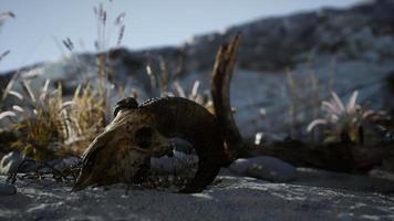 Skull of a dead ram in the desert video