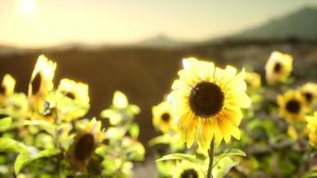 champ de tournesols par une chaude soirée d'été video