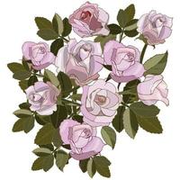 Bouquet of roses vector