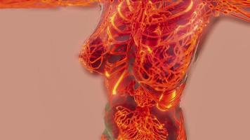 analyse de l'anatomie des vaisseaux sanguins humains