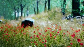 champ d'herbe et arbres forestiers video