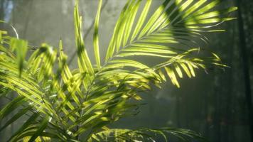 bright light shining through the humid misty fog and jungle leaves video