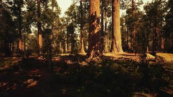 loop alberi di sequoia gigante in estate nel parco nazionale di sequoia, california video