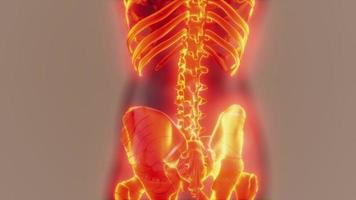 zichtbare geïllustreerde botten van menselijk skelet video