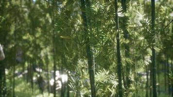 bosquet de bambous arashiyama calme et venteux