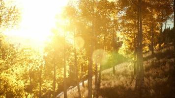 coucher de soleil lumineux dans les montagnes avec forêt video