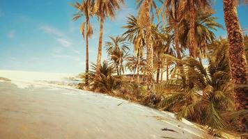 palm trees in the desert with sand dunes video