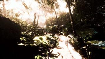 hyperlapse of tropic rainforest jungle with fog and sun rays video